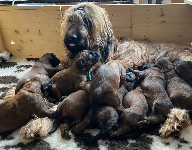 Beratung vor der Hundeanschaffung, dem Hundekauf